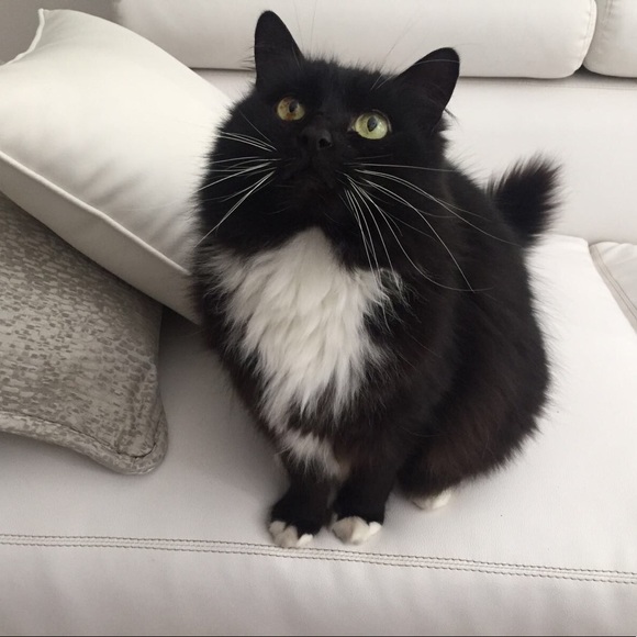 Meet Your Posher #2 Hi, I’m Kristen! Comments maxed on MTP #1, Thank You, PFF’s! - Picture 8 of 16